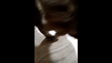 Thumbnail of 645AR - ITCHY FINGERS BUT THERES A SUPER WIDE CAT IN IT