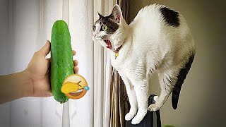 Guilty Dog and cat is so funny😋😻Try Not to Laugh🤣2024 Part 7 by Pet channing168 9,074 views 1 month ago 32 minutes