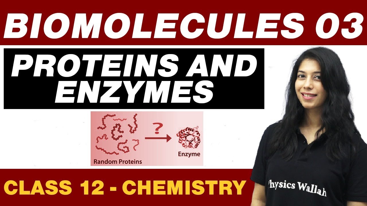 Biomolecules 03 Proteins and Enzymes Class 12 NCERT YouTube