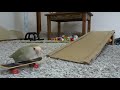 インコのスケボー動画