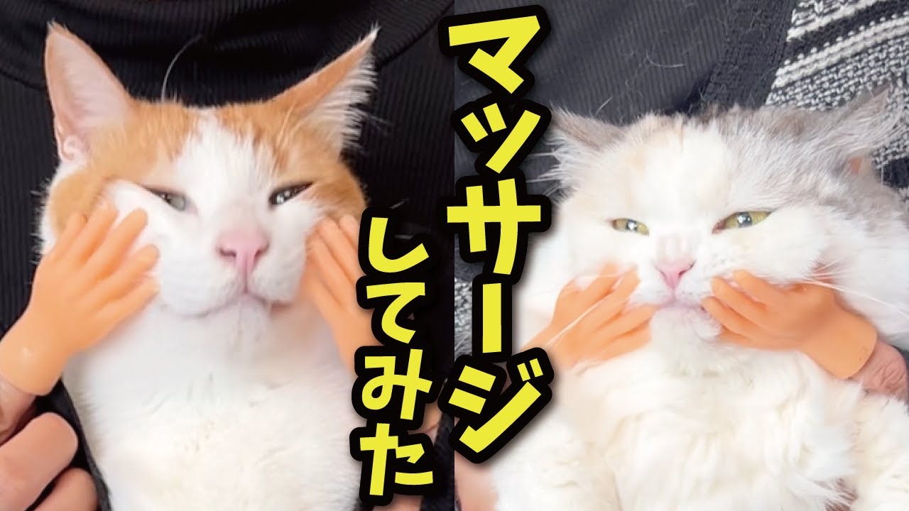 にゃんチュー This is what happens when you massage a cat with a mysterious hand