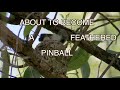 Blue-gray Gnatcatcher Nestlings--Vacuum Packed: NARRATED