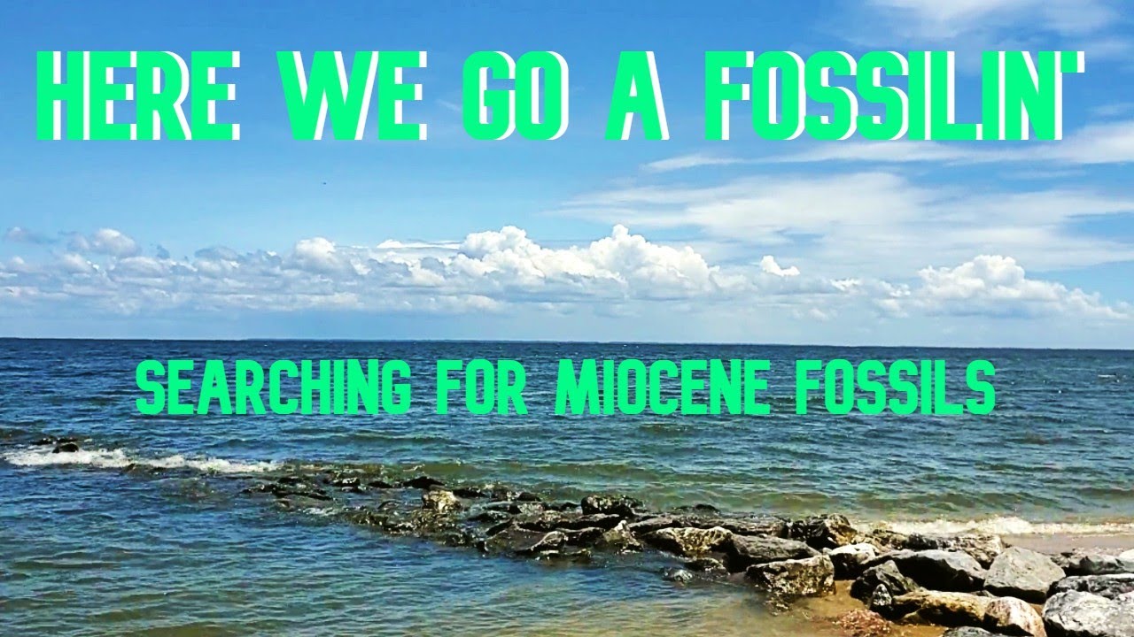 Here We Go a Fossilin' for Miocene Fossils