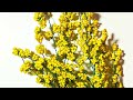 Мимоза из бисера МК от Koshka2015 - цветы из бисера, бисероплетение Часть 3 Сборка веточки  flowers