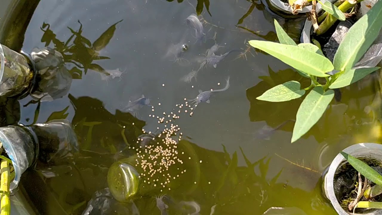 Budidaya Lele dan kangkung di dalam ember 