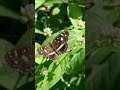 Mariposa mbatará - Ortilia ithra - Mariposa bataraza #butterfly  #mariposas #papillon