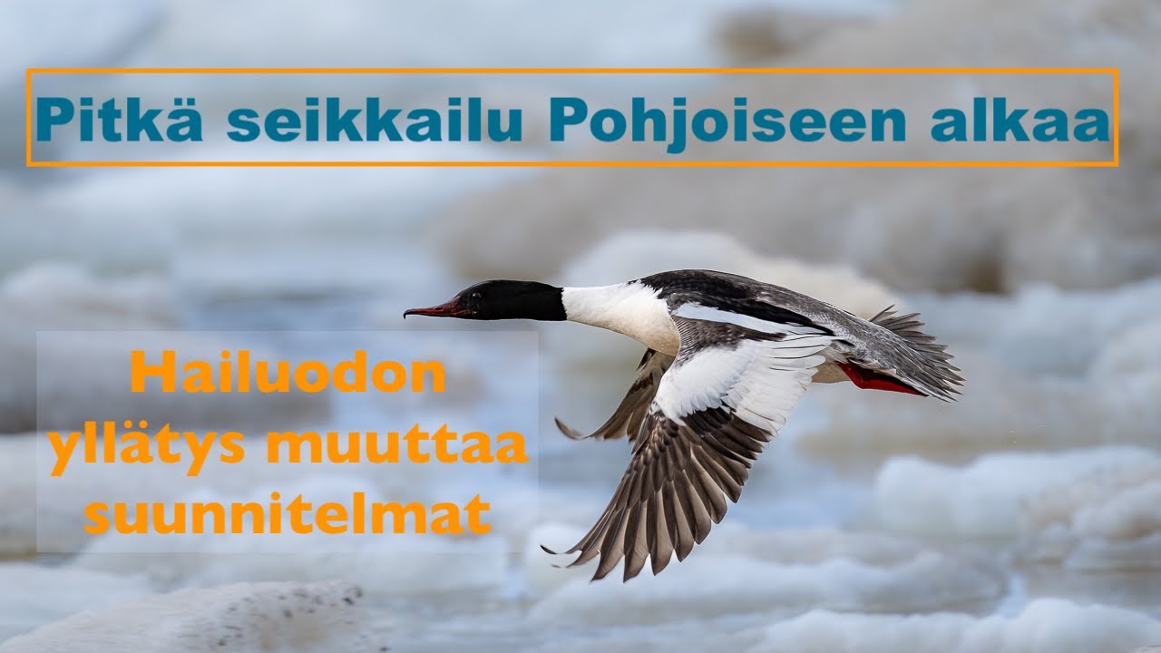 Pitkä seikkailu Pohjoiseen alkaa. Hailuodon yllätys muuttaa suunnitelmat.