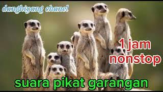 suara pikat garangan#berburuterbaru #hunting #tekukur