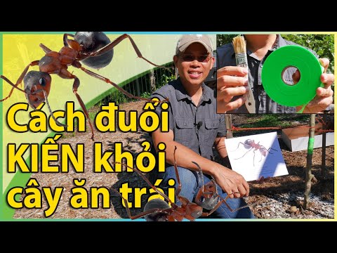 Video Cách đuổi KIẾN khỏi cây ăn trái (và bầu bí mướp). - youtube