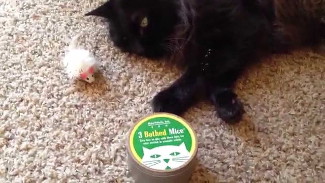 Mouthfuls Inc. 3 Bathed Mice YouTube