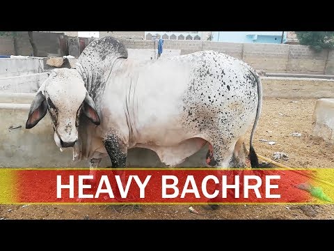 Cow Mandi Karachi Ke Heavy Bachre | Qurbani Cow | Maweshi Mandi 2019