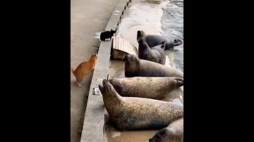 кот прессингует тюленей