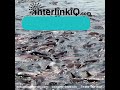 AquaCulture360