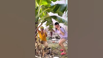 Cây Chuối Nhà Mình Ra Buồng To Ngon Quá #shorts #chiuc #chiuctv