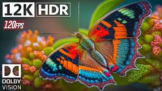 The Future of Cinema: 12k HDR 120fps with Dolby Vision