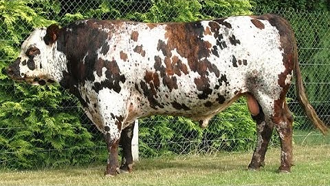 Beyond Beef: 5 European Dual-Purpose Cattle Breeds You NEED to Know.