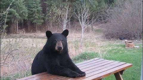 What Is Love? (8 bit)