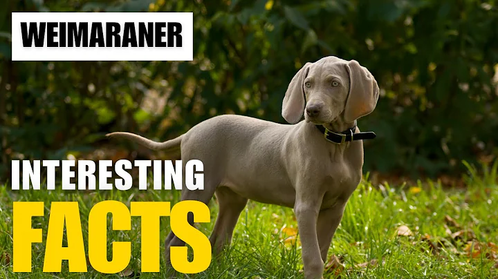 What Are the Most Interesting Facts About   Weimaraner? | Interesting Facts | The Beast World