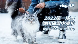 【缅因猫】2022第一场雪圈圈雪中漫步下雪天跟缅因猫真的太配了又是担心被麻袋装走的一天