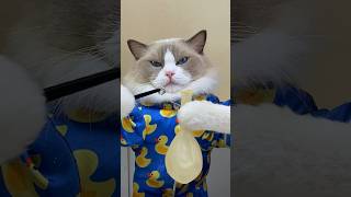 AsMR Not Recommended! #thatlittlepuff #catsoftiktok #hacks