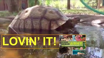 SOAK your Sick Sulcata!