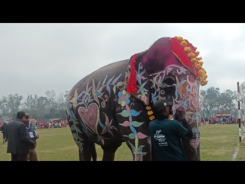 हात्तीलाई यसरी सिङारियो , बिश्व को आकर्षक सुन्दरी प्रतियोगीता । Haatti Sudari