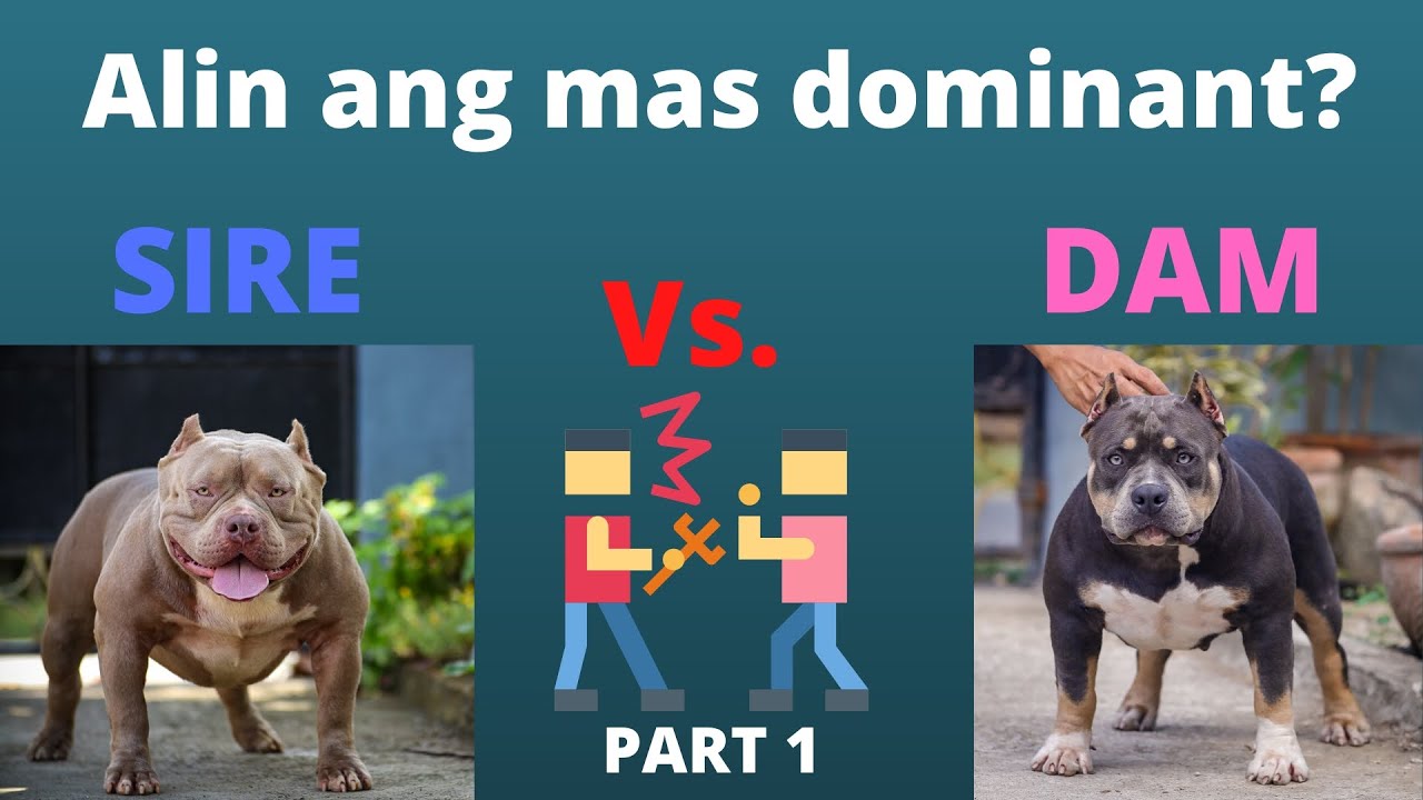 part-1-totoo-ba-na-ang-dam-ang-mas-dominant-sa-dog-breeding-youtube