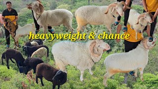 heavyweight vilayati mende in maula Ali Hyderabad | saste rampuri sheep's lot available