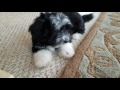 Gracie loves to talk to us at Heavenly Havanese! What a little doll!