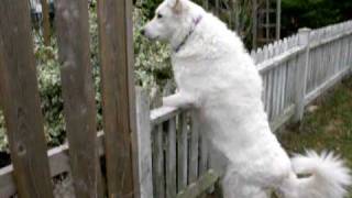 Maremma Sheepdog