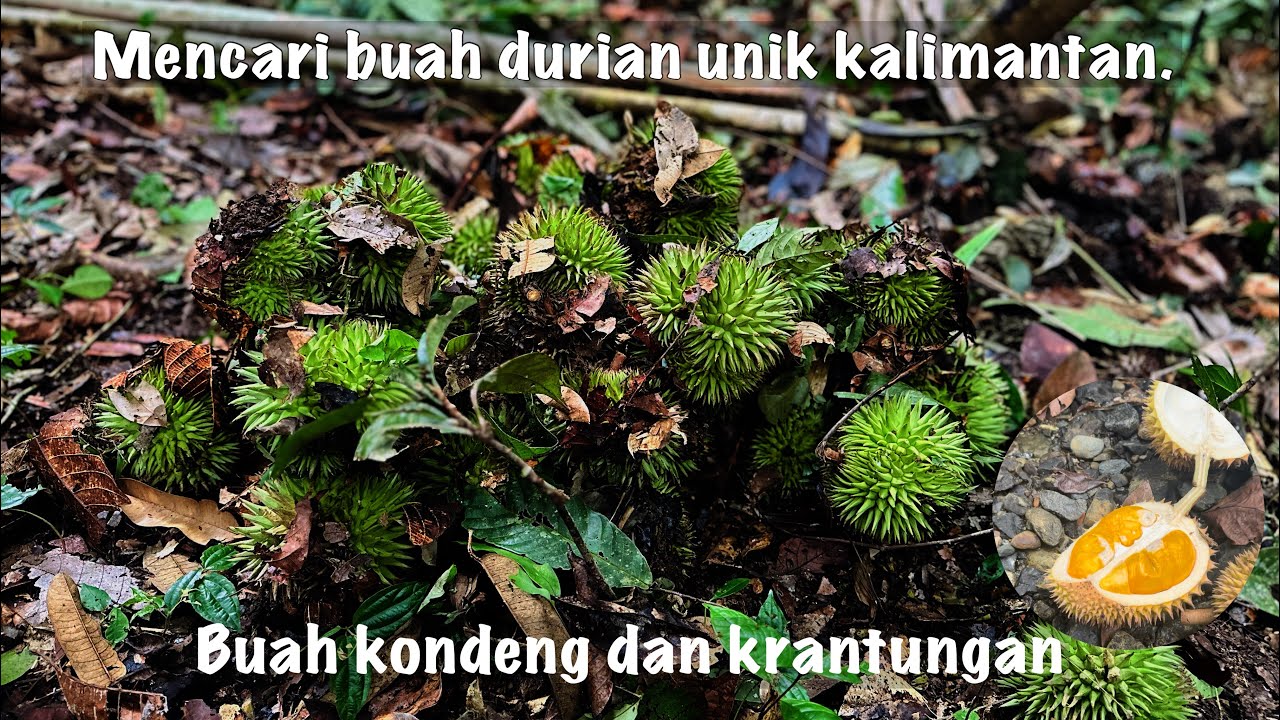 ROADTRIP OF BORNEO | EDISI TRAKHIR! mencari buah durian langka(durian kondeng) dan krantungan hutan.