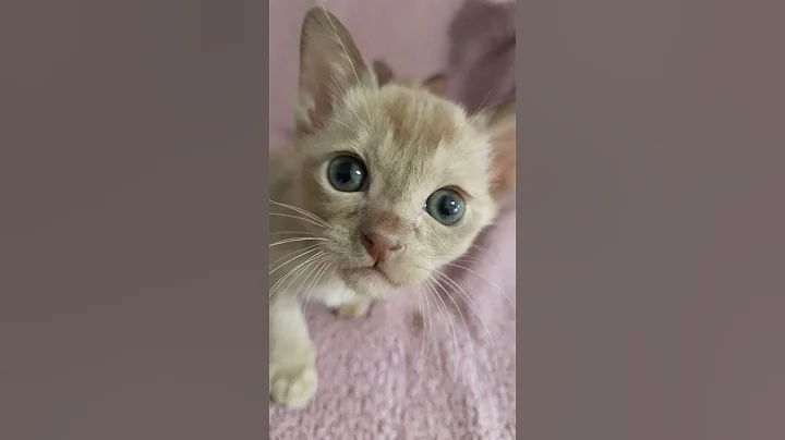Video 10074961: catlover burmese, burmese kitten, burmese color, kitten catlover cutecat, chaton kitten
