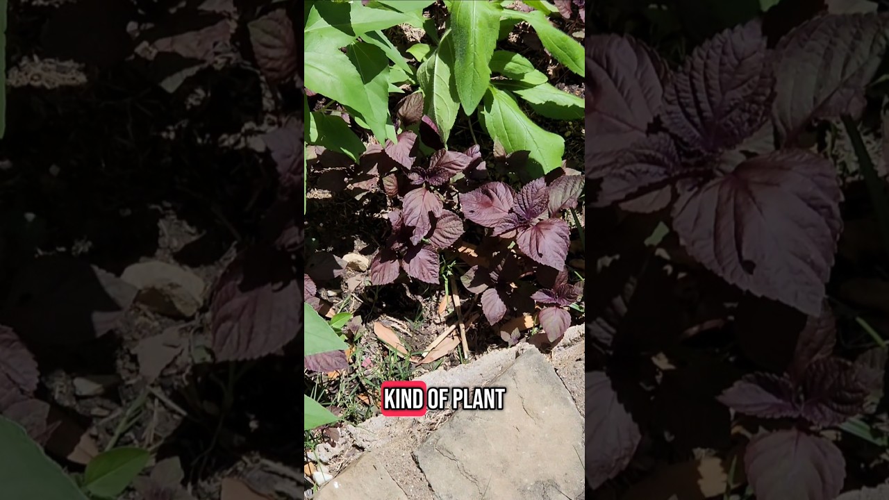 Purple Mint Spontaneously Appeared In My Garden. It's Got To Go... But Can I Drink It?