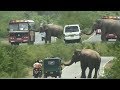 Huge Wild elephant waiting for food !