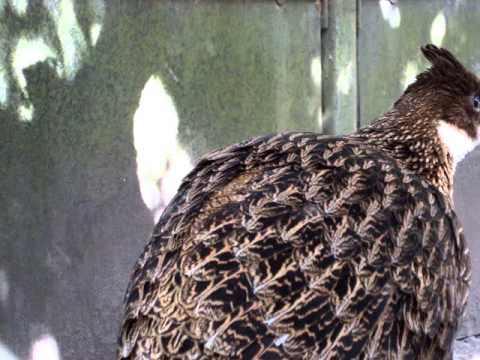 Himalayan Monal 