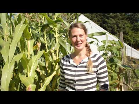 Video: Tips om dyrkning af majs i haven