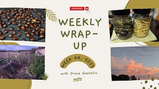 Weekly Wrap Up: #44, 2025 - Roasting chestnuts, cleaning up, and fermenting stuff 😋