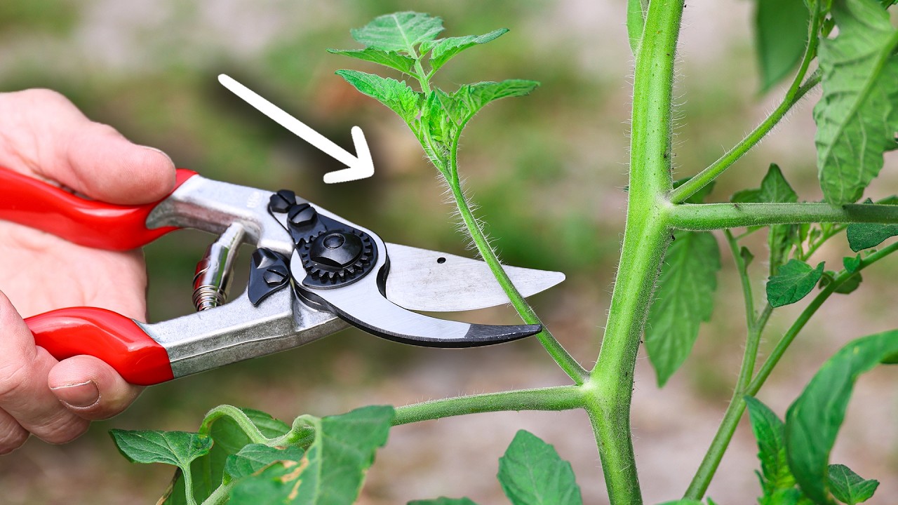 How to Prune Tomato Plants the BEST WAY