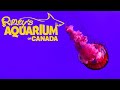 ТОРОНТО, КАНАДА - Аквариум Рипли - Ripley&#39;s Aquarium of Canada, Toronto full tour