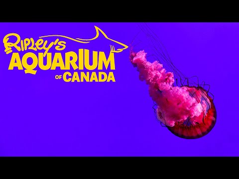 Бейне: Канададағы Рипли аквариумына арналған нұсқаулық