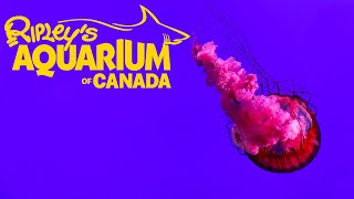 ТОРОНТО, КАНАДА - Аквариум Рипли - Ripley&#39;s Aquarium of Canada, Toronto full tour