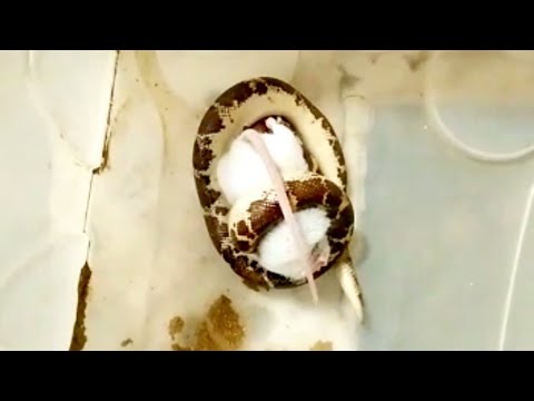 شاهد ثعبان الدساس كيف يأكل سبحان الله ملحوظه يصنف هذا الثعبان من الأصلات العاصره