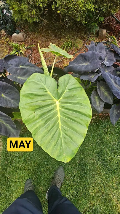 Thailand Giant Elephant Ear 3 Month Time Lapse with videos. #gardening #garden #agriculture 8/2.25