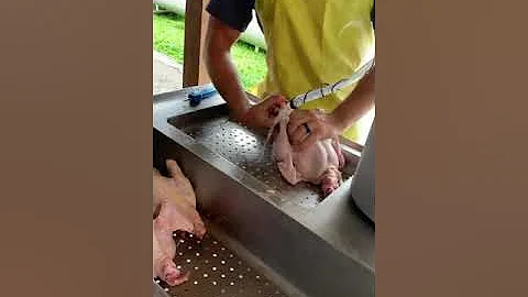 Polyface Farm Joel Salatin butchering chickens