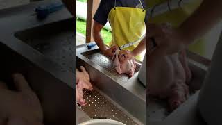 Polyface Farm Joel Salatin butchering chickens