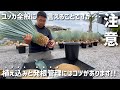 【ユッカ】植え込みと発根管理は用土と◯◯サイズが大切です!!
