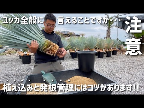 現品/発根済】ユッカ ロストラータ『ブルーサンダー』 