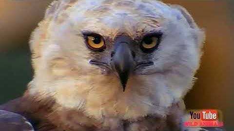 DAV CLASS 4 Solved Questions Birds ,Beaks and Claws. Part -2