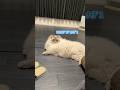 【無視界隈】猫に一緒に遊んで貰えない父 #cat #サイベリアン #ネヴァマスカレード #猫 #ねこ #shorts