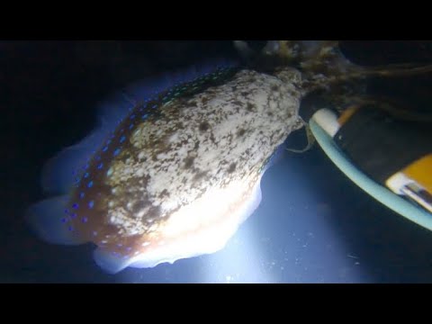 14thNd24/Cuttlefish Muna Ang Bida/Tablas Romblon Spearfishing ...